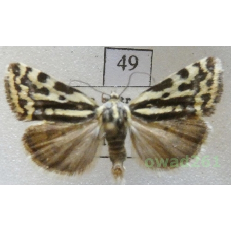 Acontia trabealis (Scopoli, 1763) Czech49